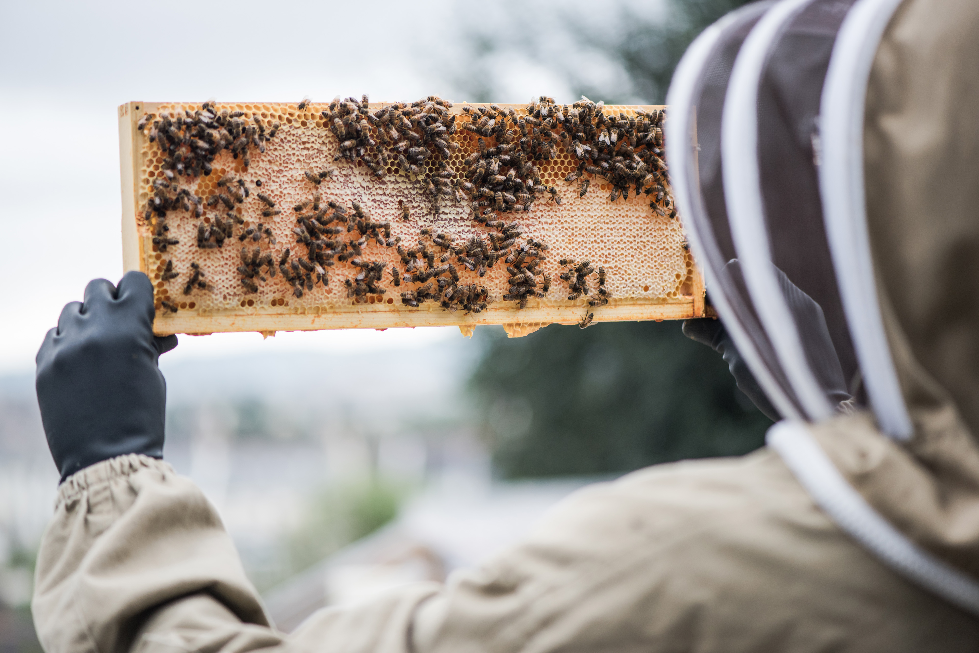 Beekeeper hold frame full of honey